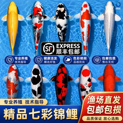 顺丰锦鲤鱼活鱼观赏鱼纯种鱼大型红白冷水淡水好养耐活草金小鱼苗
