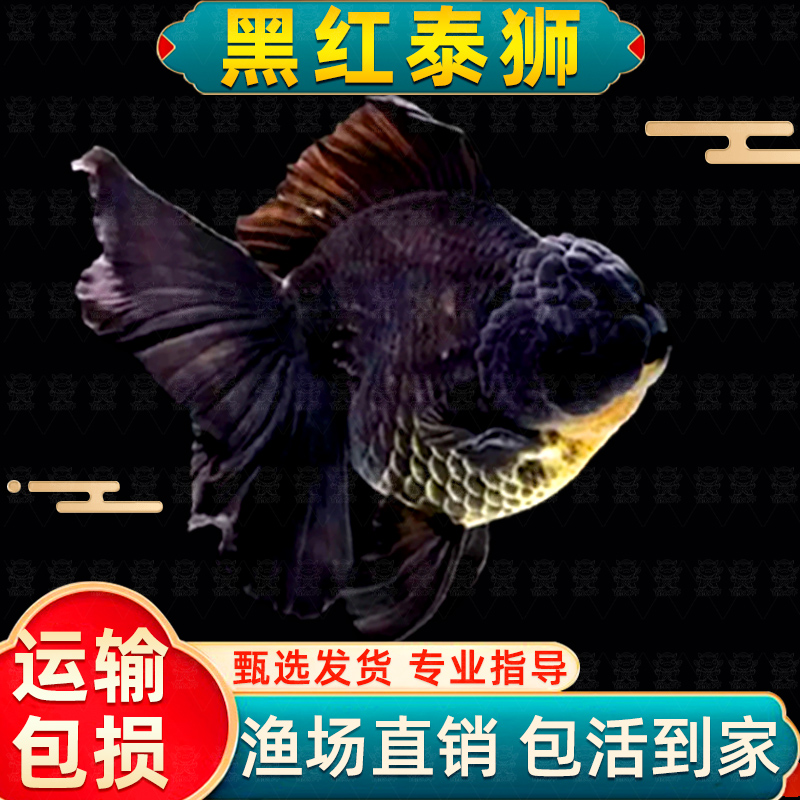 百褶泰狮金鱼活淡水锦鲤招财红白
