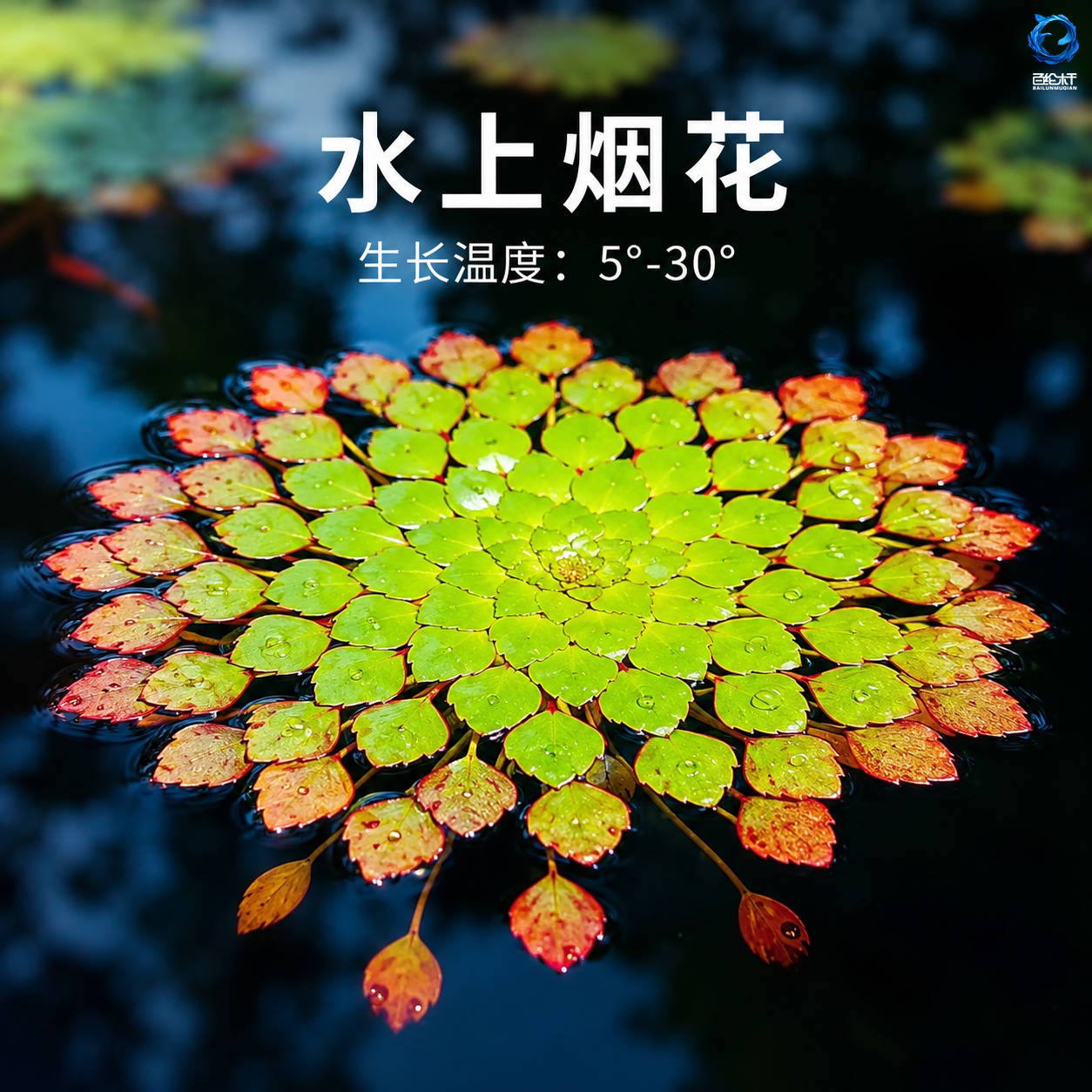 水上烟火葵花水草黄花菱危地马拉水丁香烟花浮萍植物菱叶丁香蓼