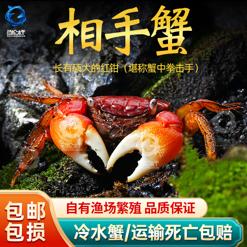 红鳌相手蟹宠物小螃蟹活体爬宠鱼缸观赏蟹深水蟹原生淡水蟹将军蟹
