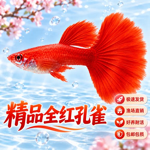 全红孔雀鱼活鱼热带观赏鱼纯种大尾巴凤尾鱼小型淡水好养耐活鱼苗