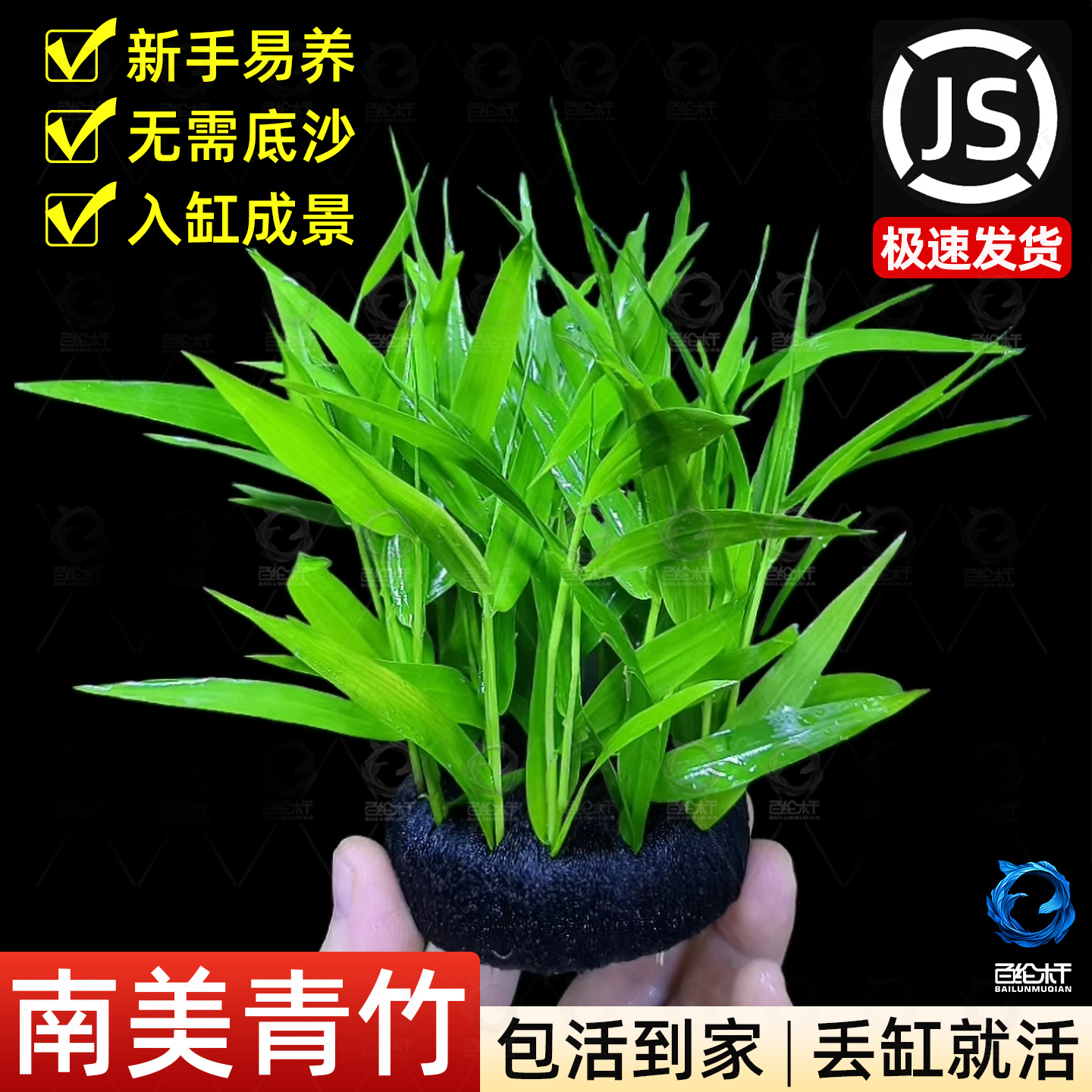 新手懒人养鱼青竹水草植物真草鱼缸水草造景鱼草缸绿植活净水后景