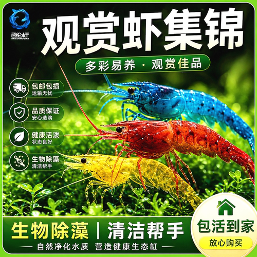 观赏虾活体宠物工具虾淡水除藻虾樱花虾极火虾黄金米虾水晶虾套餐