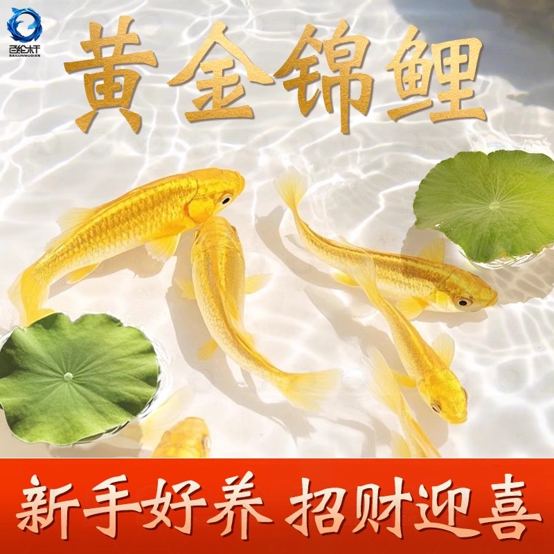 金鱼活鱼黄金锦鲤鱼鱼龙凤锦鲤草金鱼好养耐活冷水观赏鱼