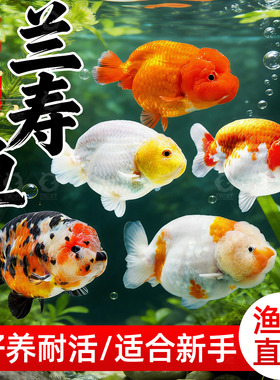 精品兰寿金鱼冷水鱼鱼缸观赏鱼活体小金鱼好养耐活金鱼奶牛兰寿