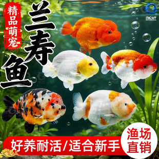 精品兰寿金鱼冷水鱼鱼缸观赏鱼活体小金鱼好养耐活金鱼奶牛兰寿