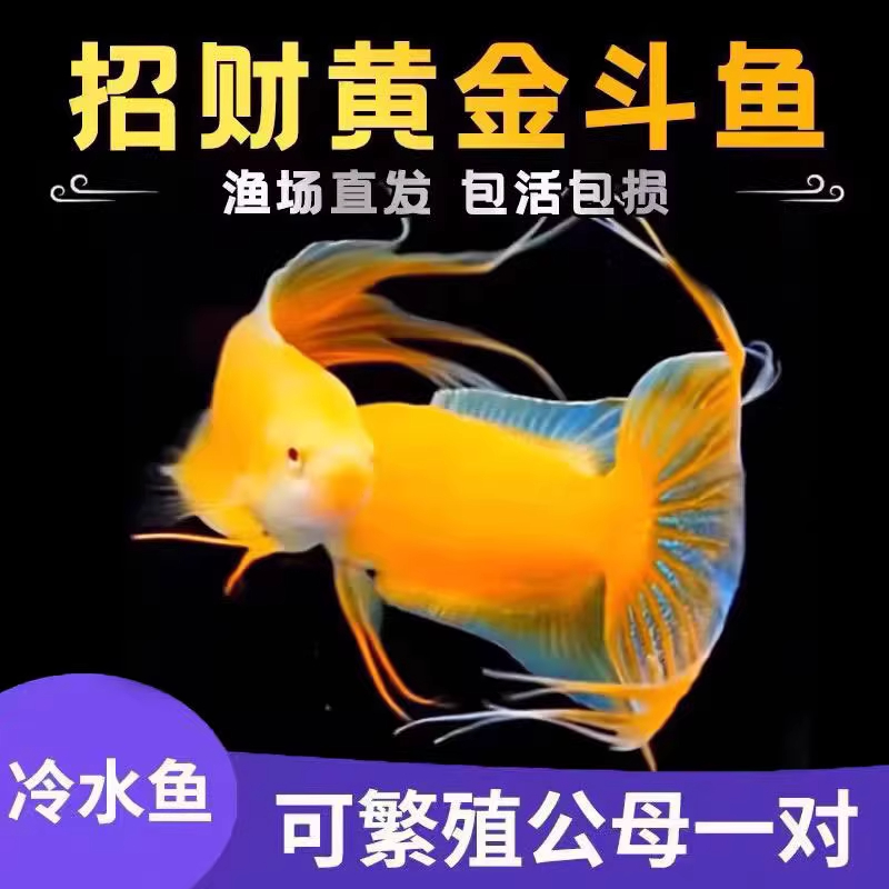 中国斗鱼玄黄白化黄招财黄金冷水原生观赏鱼免打氧活鱼淡水热带鱼