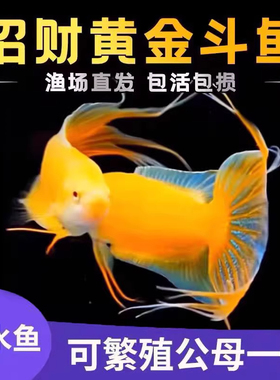 中国斗鱼玄黄白化黄黄金冷水原生观赏鱼免打氧活鱼淡水热带鱼