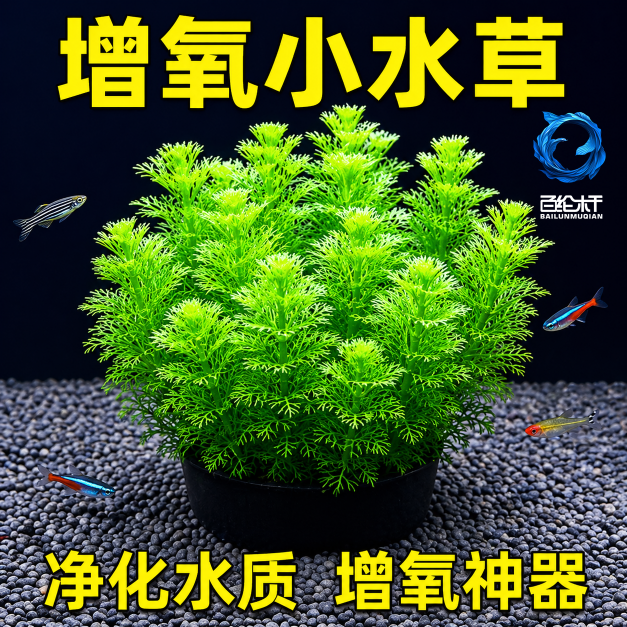 小宝塔坨草水草鱼缸造景植物真草活阴性新手懒人净水增氧后景好养