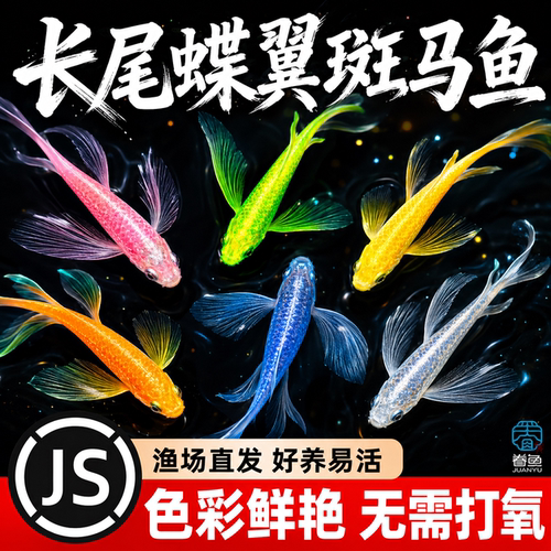 蝶翼斑马鱼长尾长鳍大帆翡翠绿观赏鱼龙凤冷水小型淡水好养小活鱼