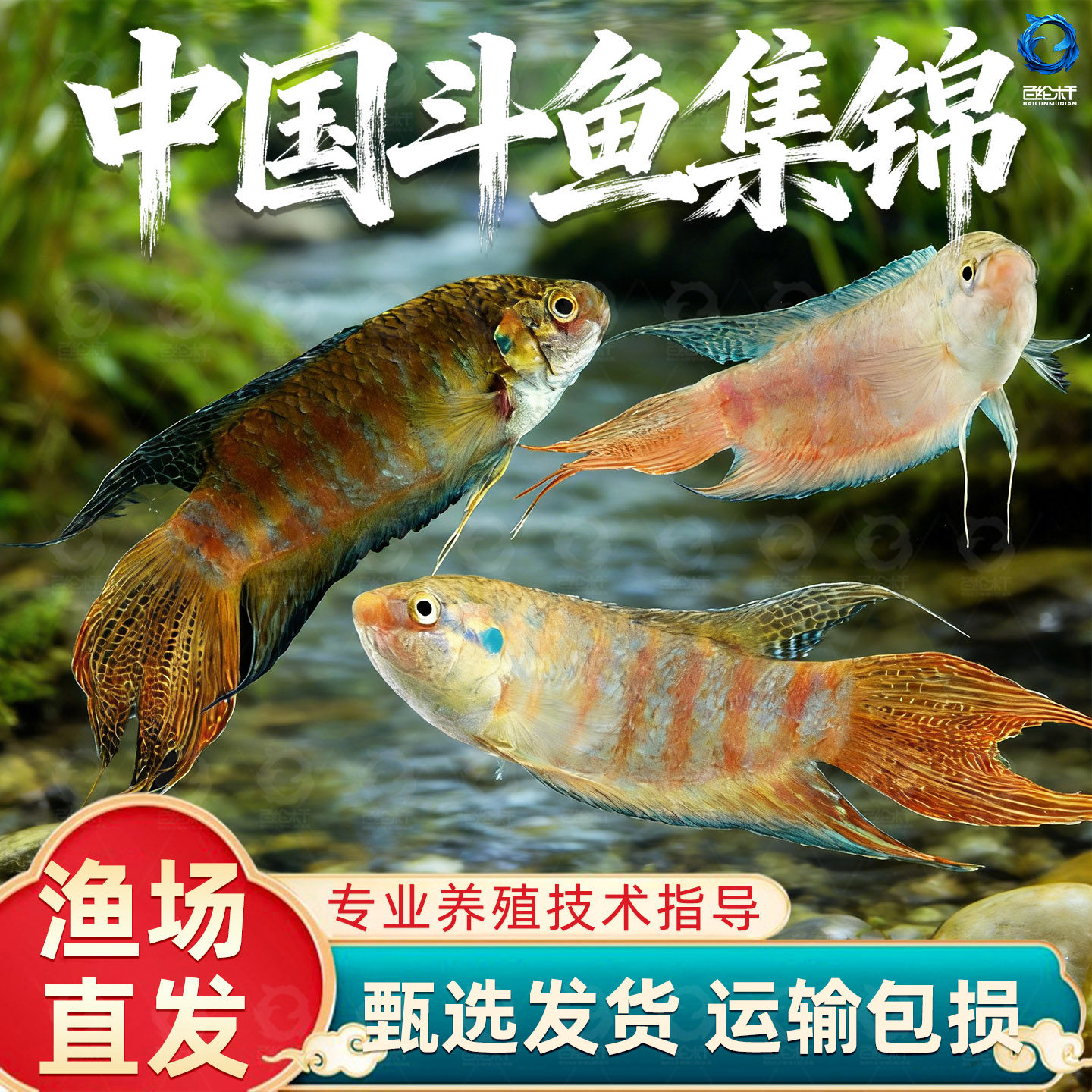 中国斗鱼活体冷水观赏鱼鱼苗不打氧好养易活小型淡水冷水活鱼,宠物/宠物食品及用品,其它水族宠物,淘宝优惠券,粉丝福利购,淘宝优惠卷