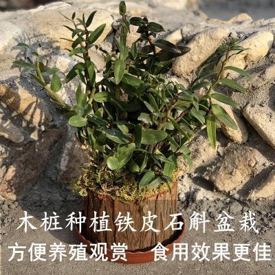 多肉带皮木树桩婚庆木质花盆花瓶木盘木盆花盆花瓶木盆花盆烛台