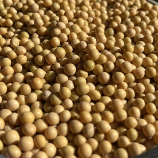 新疆木垒旱田小黄豆笨豆子可发芽做纳豆打豆浆