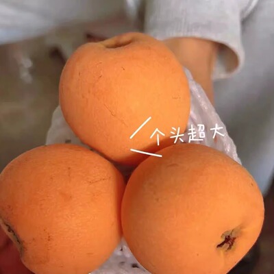 龙泉大五星枇杷树苗优惠处理中