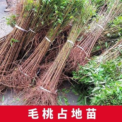 现挖现发毛桃苗实生苗毛桃苗子砧木李子桃子砧木当年新苗四川发货