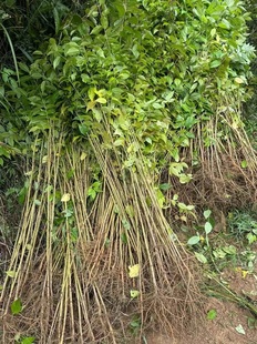 樱桃实生苗大青叶山樱桃苗樱桃砧木苗未嫁接樱桃树直生原生果树苗