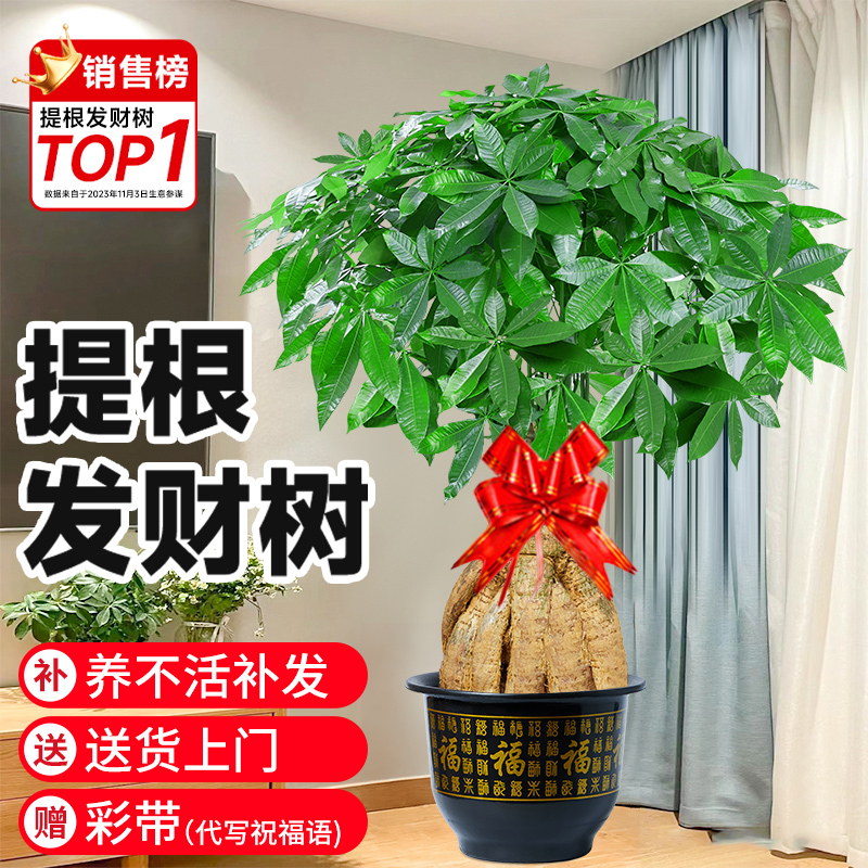 提根发财树客厅盆栽大棵招财树室内大型绿植物落地办公室开业送礼