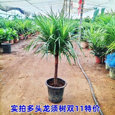 龙须树大型绿植多头龙血树七彩铁千年木盆栽室内发财客厅花卉植物