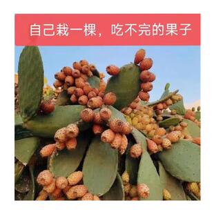 极速【黄果仙人掌】仙人s掌种植扦插片可食用庭院绿植盆栽水果树