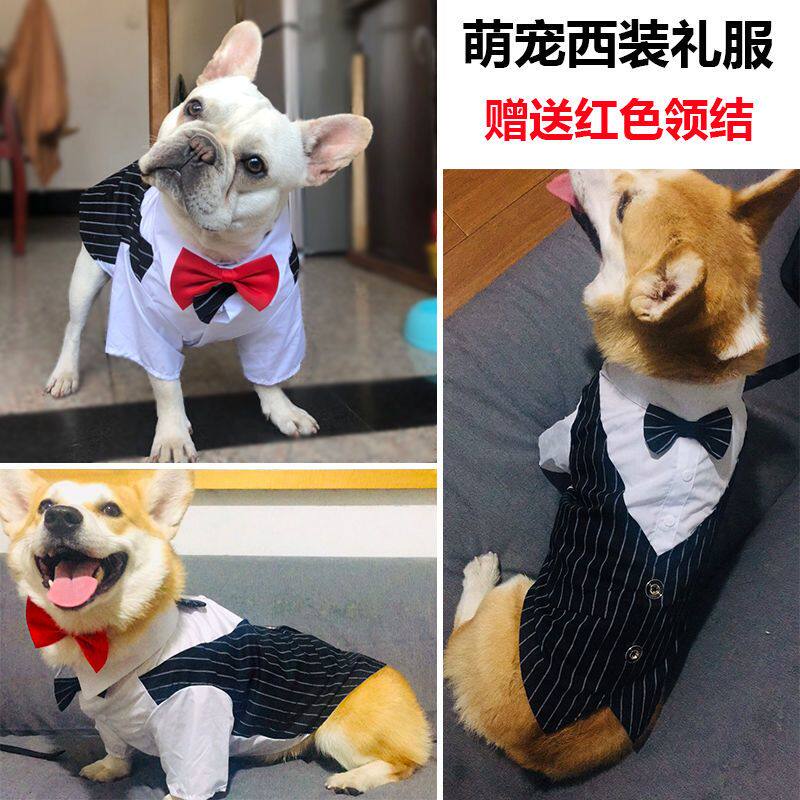新品宠物狗狗西装夏季薄款西服衬衫结婚礼服O法斗柯基猫咪泰迪比