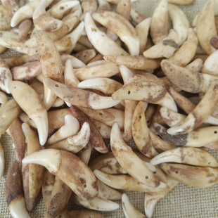 极速真狗牙吊坠男士黑狗牙真品项链狗牙齿儿童男女本W命年红绳随