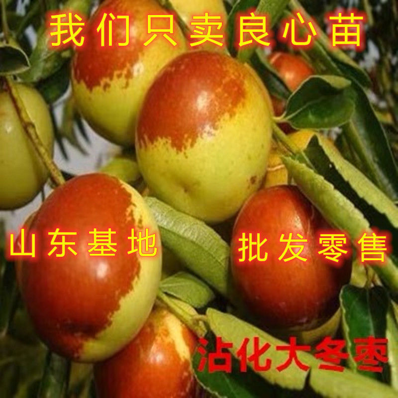 沾化大冬枣树苗盆地南方北