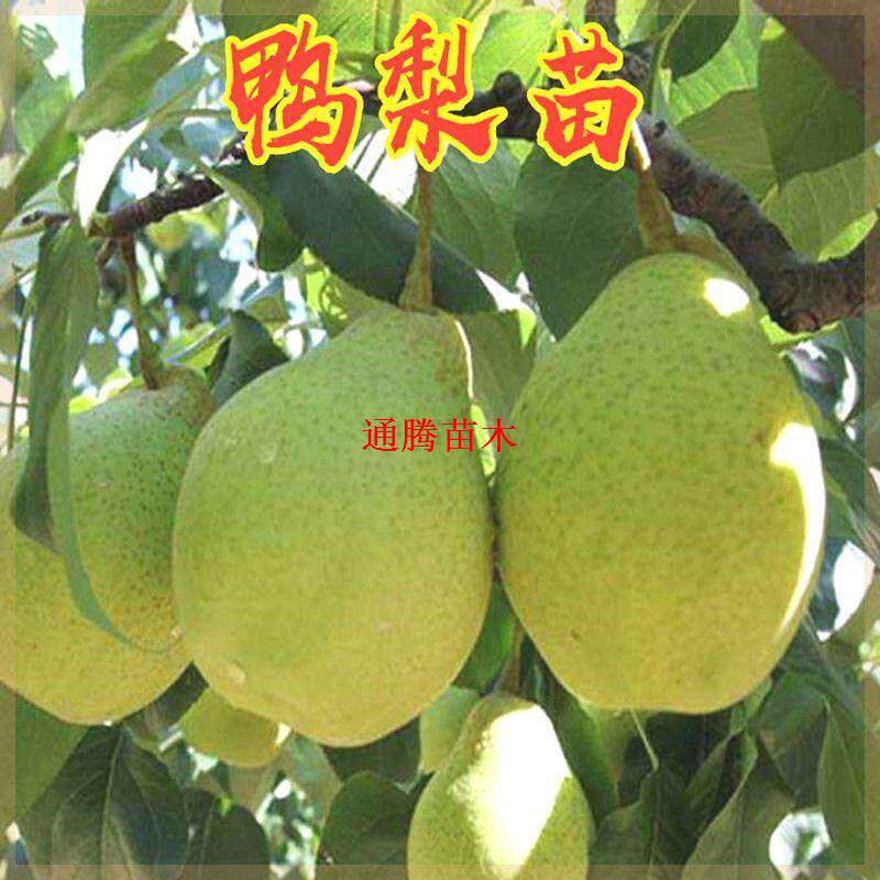 正宗大鸭梨树苗当年结果秋子梨苗鸭状梨苗鸭嘴梨苗嫁接特大鸭梨苗