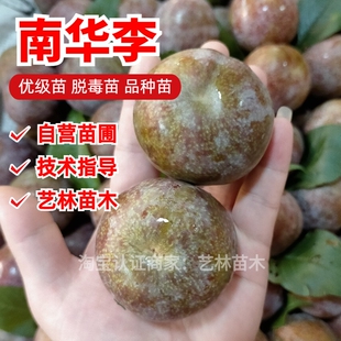 晚熟南华李树苗李子树苗嫁接三华李苗南北方庭院四季种植当年结果