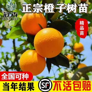 橙子苗脐橙树苗秭归伦晚脐橙苗血橙苗夏橙苗赣南脐橙树苗当年结果