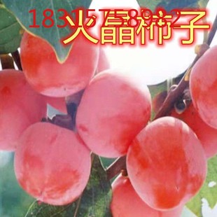 陕西临潼火晶柿子树苗果树苗已嫁接高产南方北方种植庭院盆栽地栽