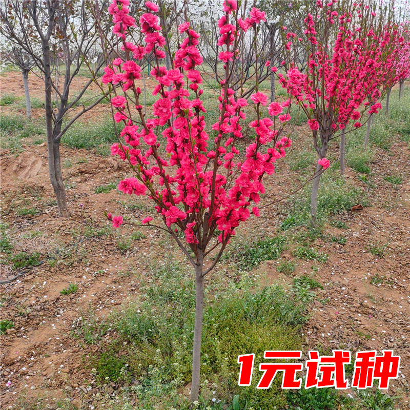 紫叶碧桃树苗桃树小苗庭院彩叶大型耐寒绿化风景树红花碧桃树活苗