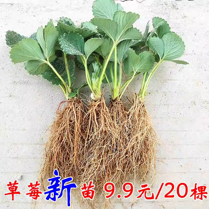 草莓苗秧盆栽四季结果丹东
