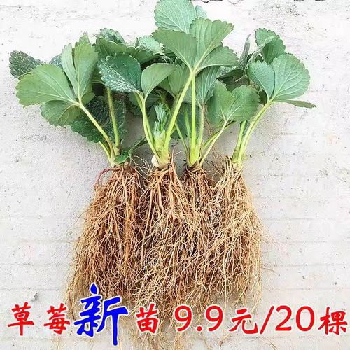 草莓苗秧盆栽四季结果丹东