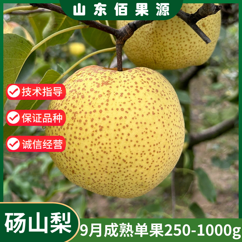 大果脆甜嫁接酥梨贡梨苗砀山贡梨果苗树苗地栽南北方种植当年结果
