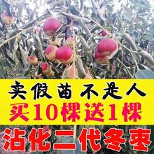 冬枣树苗二代山东沾化枣苗矮化盆栽地栽嫁接果苗南方当年结果包邮