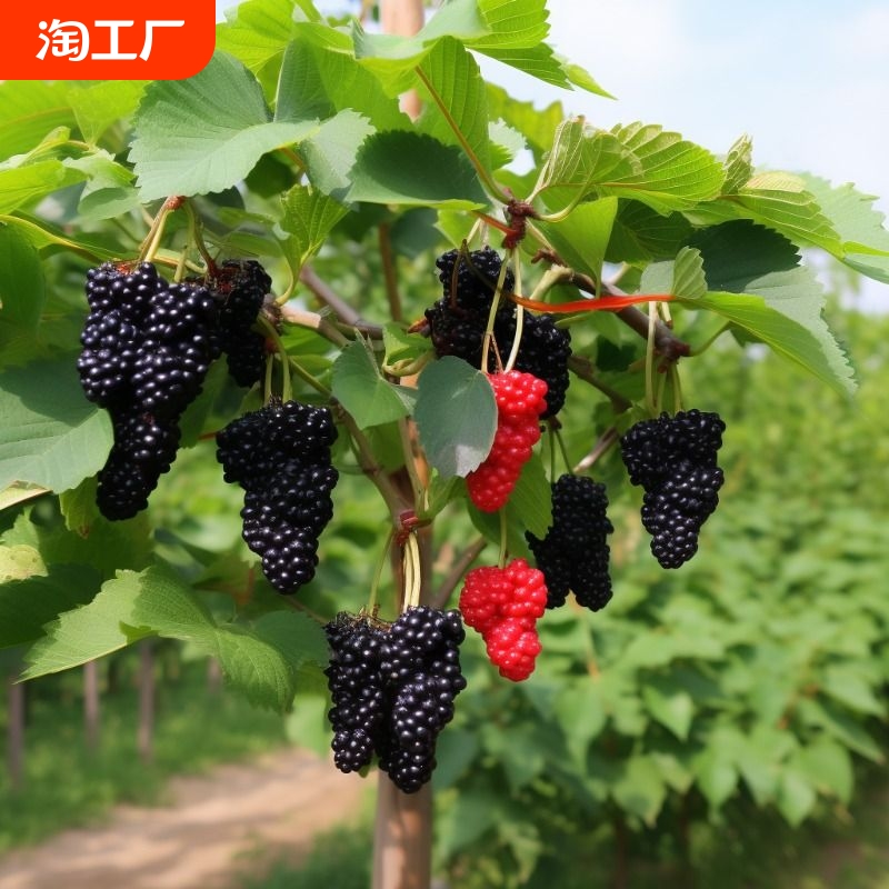 桑葚树苗果嫁接地盆栽南