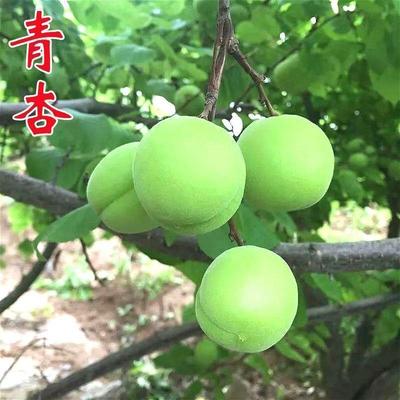 晚熟品种青杏树苗十里香南