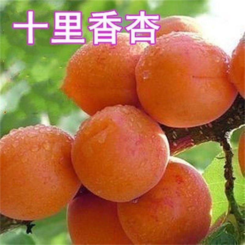 嫁接十里香杏树苗大子果木