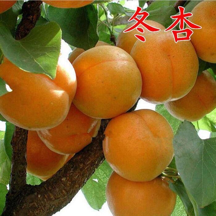 晚熟杏子树苗 冬杏苗 嫁接冬季杏树苗 10月初成熟肉质细 当年结果
