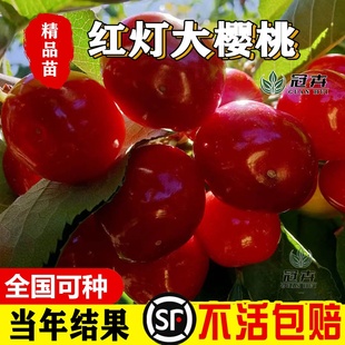 正宗大红灯樱桃树苗嫁接樱桃树苗雷妮樱桃苗南方北方种植当年结果