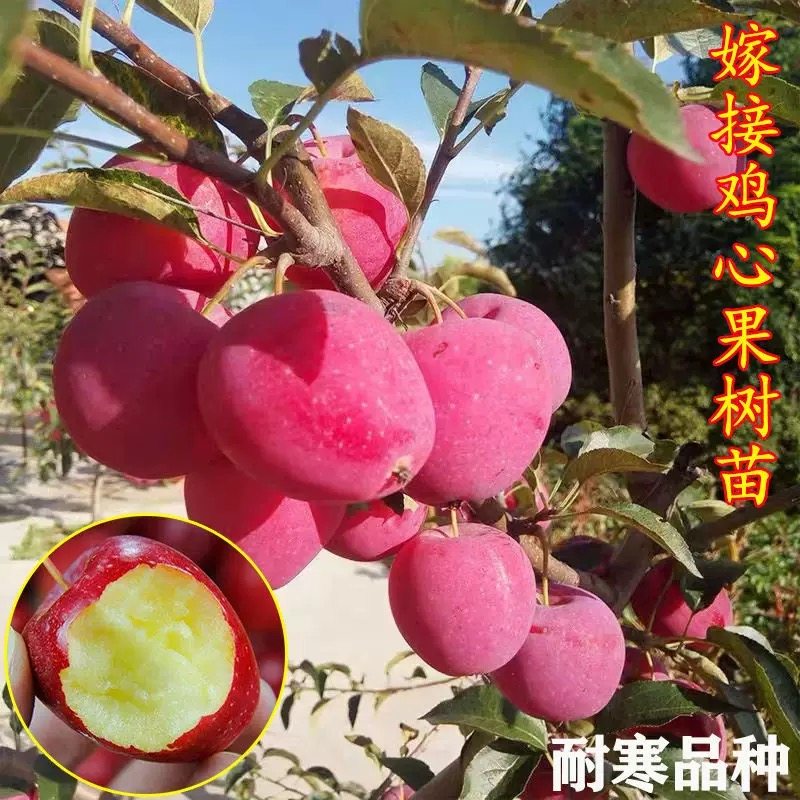 鸡心果树果苗东北小苹果树种植苗南北方耐寒盆栽地栽矮化四季水果