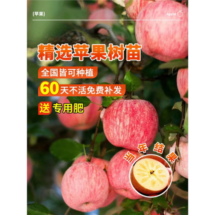 苹果树苗红富士南方种植苗矮化果树多产果苗供应水果树果园种植