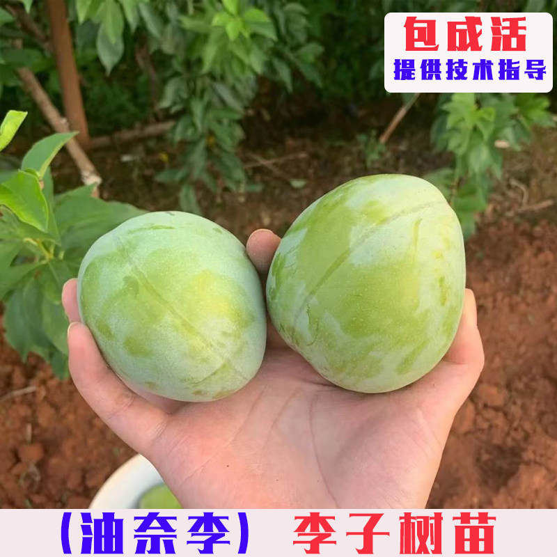嫁接古田油奈李树苗特大黄肉李子树果苗南方北方庭院盆栽地栽果树