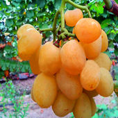 盆栽地栽葡萄树苗 日本天香葡萄 嫁接葡萄苗 果树苗单果60g