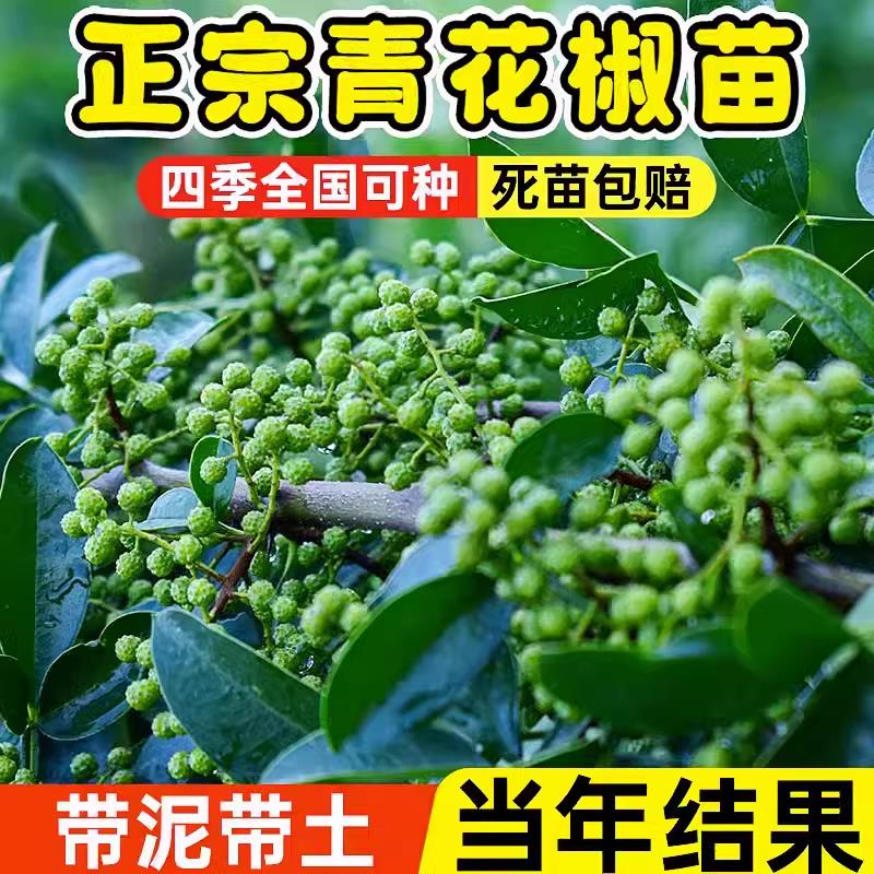 四川青花椒苗树盆栽当年结果食用成都特麻花椒麻香味重地栽果树苗