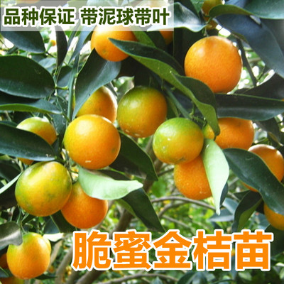 脆蜜金桔苗融安滑皮果树四