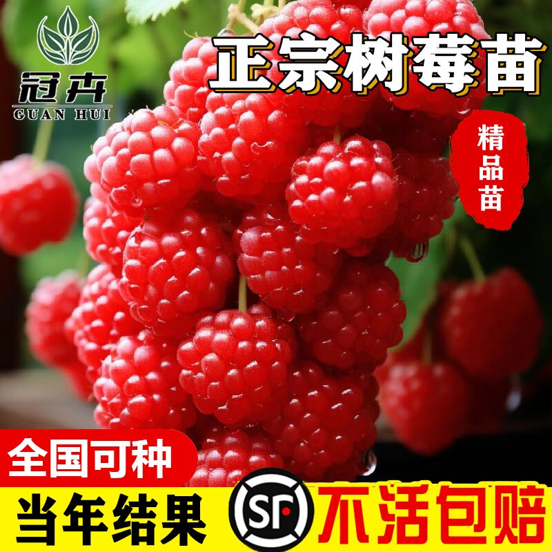 树莓苖红树梅黑树莓黄树莓 南方北方可当年结果果树苖盆栽
