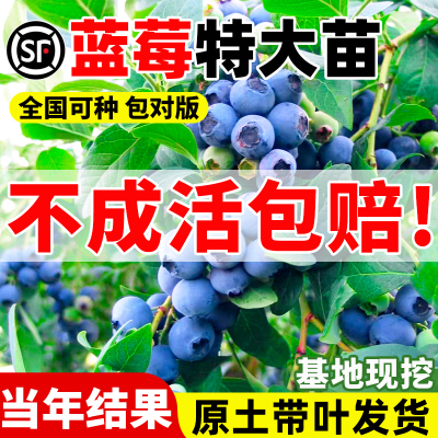 蓝莓树果苗盆栽特大号带子