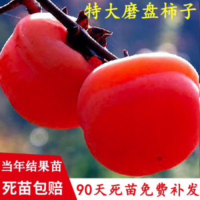 磨盘火晶柿子水果树苗脆甜