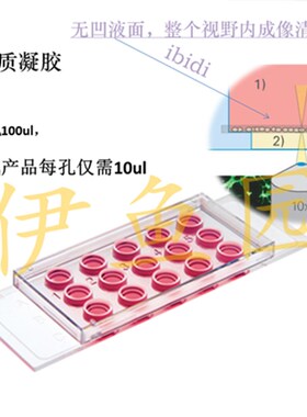 81506 血管生成载玻片   出芽实验 血管生成U 成管 载波片